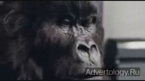 Cadbury "Gorilla" : Реклама шоколада Cadbury