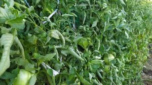 Опора для высокорослых ( индетерминантных) томатов.Часть 3