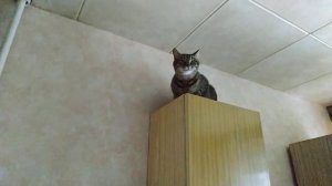 Кошка прыгает со шкафа на шкаф, над газовой плитой