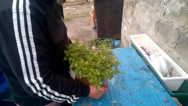 Высаживаю хризантему в грунт.Разделяю маточный куст хризантемы мультифлора.