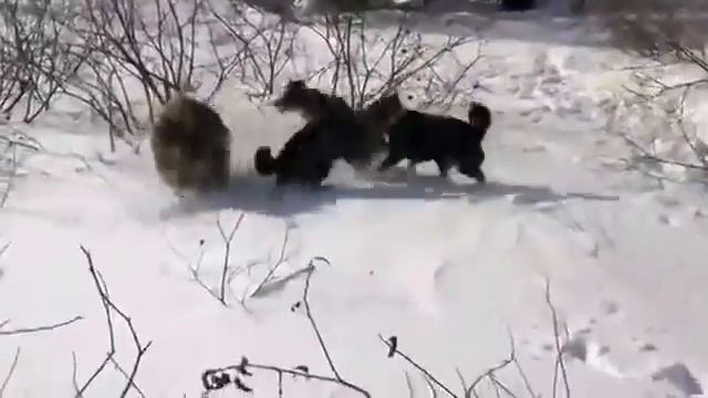 #ОХОТА НА КАБАНА С СОБАКАМИ