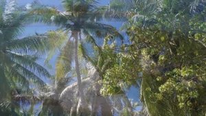 Мальдивы 2018 Хураа Huraa maldives, Four Seasons Kuda Cinnamon Dhonveli Atmosphere Kanifushi drone