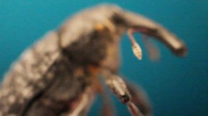 Макро на китовый объектив. Как наводиться на модель.