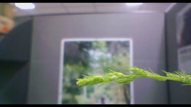文竹3日成長 - 縮時攝影 Asparagus setaceus Timelapse смотреть онлайн