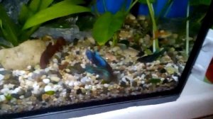 как  кормить рыб петушков