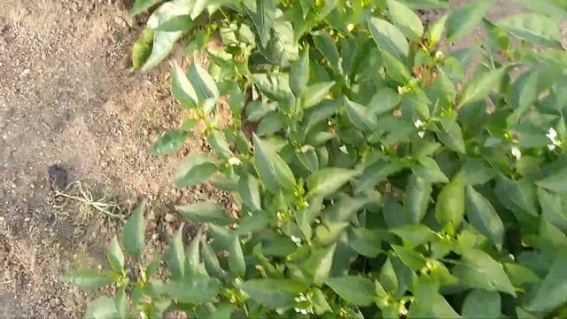 Обзор сладкого и горького перца! смотреть онлайн