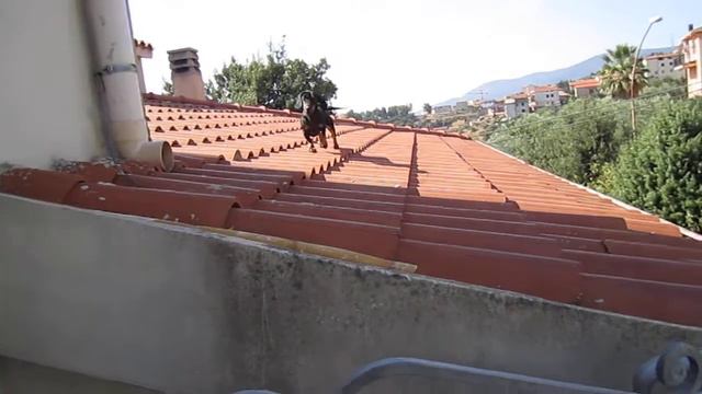 Cane sul tetto che scotta ( 2) смотреть онлайн