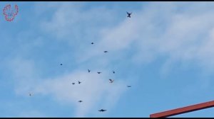 Голуби. Андрей Клевцов. Краснодарский кр-й, ст.Ленинградская.