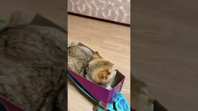 Я поехал на кухню где Лежит колбасааааа 😺😺🐱🐈🐈🐈🐈🐈 Анимации Кошка поёт  кошка