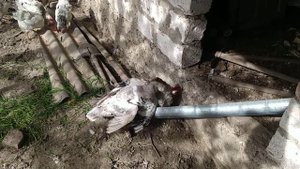 Бой.Гусак против Петуха Реванш.