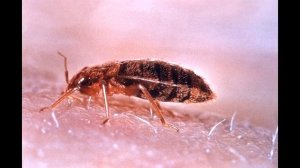 Как избавиться от клопов