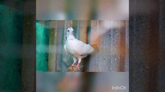 Снежная королева.История пятая(маленькая разбойница) смотреть онлайн