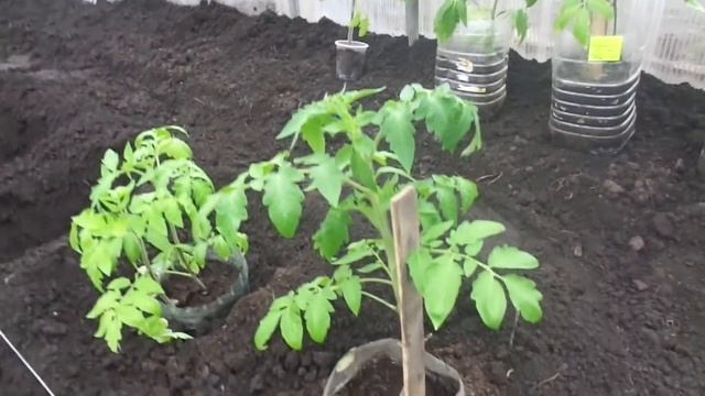 2 ТОМАТА В ОДНУ ЛУНКУ - НА КАКОМ РАССТОЯНИИ ДЕЛАЮ ЛУНКИ. Ольга Чернова. смотреть онлайн