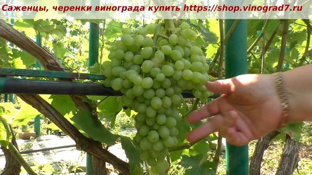 25 июля созревание Кишмиша Столетье, виноград раннего срока созревания смотреть онлайн