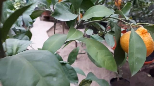 Мандарин Юбилейный смотреть онлайн