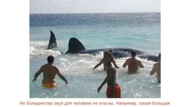 Подводный мир (детские обучалки) смотреть онлайн