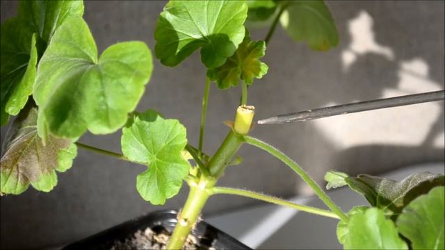 Цветение пеларгонии. Обрезка герани для пышного цветения смотреть онлайн