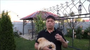 померанский шпиц цена ?
