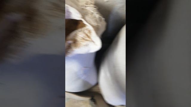 Рыбная и мясокостная мука цена радует