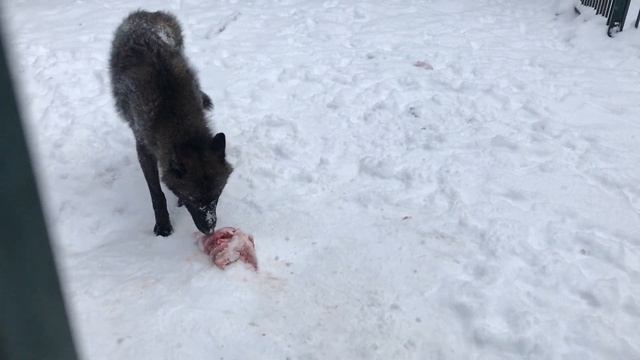 Как Маскируются ВОЛКИ / ВОЛК в ОВЕЧЬЕЙ ШКУРЕ смотреть онлайн