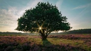 Лечебная Музыка для Снятия Стресса, Усталости, Депресии, Негатива, Детокс негативных эмоций #96.mp4