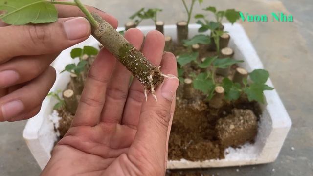 Dùng thuốc sủi kích rễ cho hoa phù dung | Hibiscus mutabilis cuttings смотреть онлайн