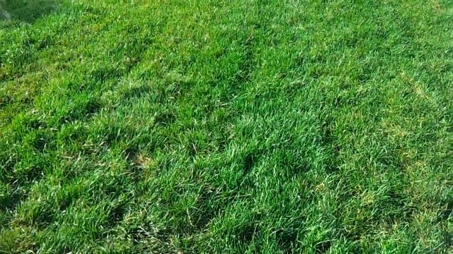 автоматический полив в Новороссийске смотреть онлайн