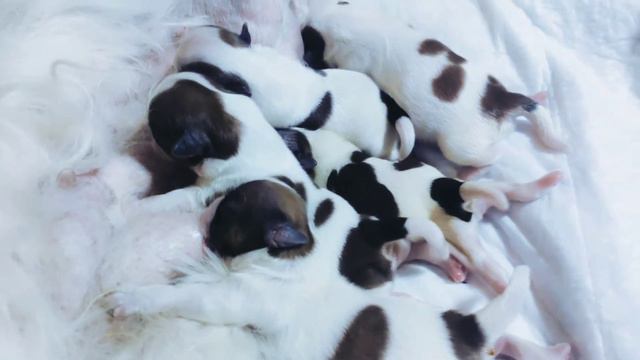 Щенки ши-тцу 3 день. ❤️(Shih Tzu puppies 3 day) #самыемилыещенки #щенокшитцу #Shihtzu #Shihtzuwelpe