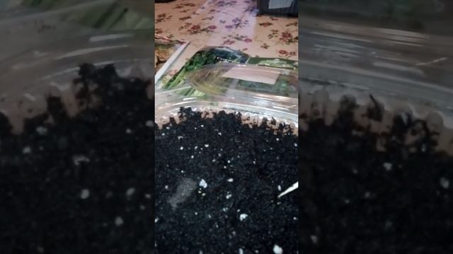 Сажаю семена баклажанов, сельдерея и петрушки. смотреть онлайн