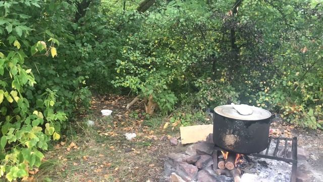 Лисичкин суп  .