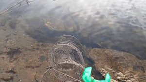 Рыбалка 2021. Волгоградская обл., Дубовский район,  залив р. Волга (Балыклей). 15.10.2021