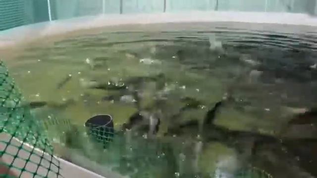 Кормим форель сушёной личинкой чёрной львинки смотреть онлайн