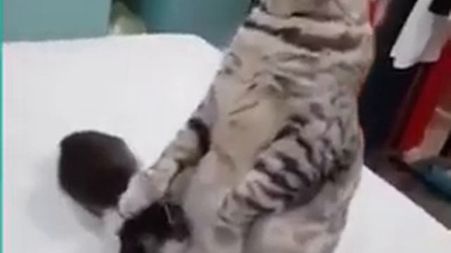 Смешное видео! Подборка приколов с котами 2020! Смешные животные у нас дома! смотреть онлайн