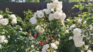 11июля.2022г.Розы после дождя : "ШНЕЕВАЛЬЦЕР","САЛЛИ ХОЛМС",ЮТЕРСЕН КЛОСТЕРРОЗЕ".