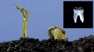 Как вырастить новые зубы. How to grow new teeth.