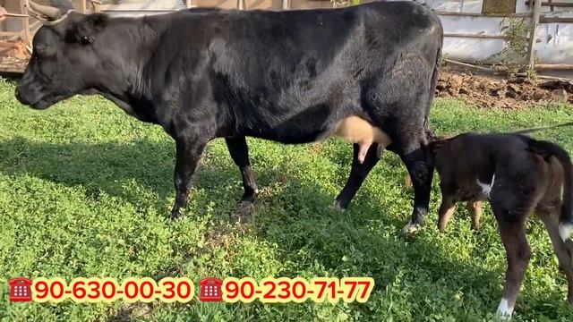 SUTI KO'P SIMMENTAL VA JAYDARI ENA BOLA SIGRLAR SOTILADI. Dastafka hizmati bor.