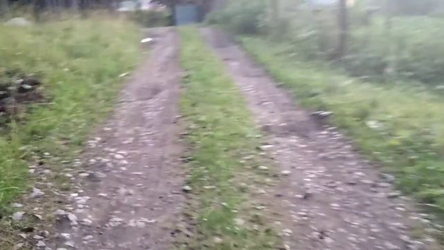 Лето. Иду в лес. Закат // Видео Z смотреть онлайн