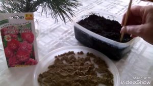 Китайская роза. Стратификация. размножение