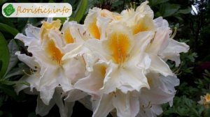 ? Рододендрон садовый – описание растения