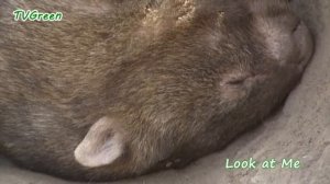 Nature Notes from Australia: wombat - vombatus ursinus