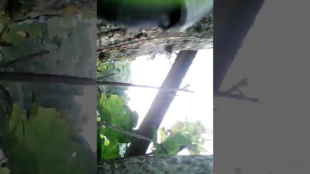 Тарзанка и шалаш смотреть онлайн