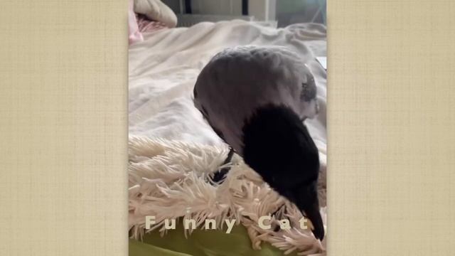 Смешные ЕНОТЫ, ПАНДЫ, СОБАКИ #43 / Ржачные животные 2022. смотреть онлайн