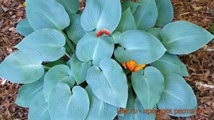 Хоста поздняя Халцион (hosta halcyon) ? хоста Халцион обзор: как сажать рассада хосты Халцион
