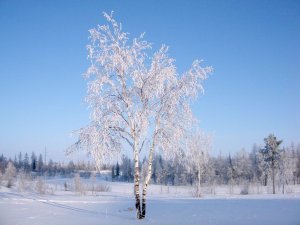 Белая береза - Ноты на заказ \ аранжировка для фортепиано