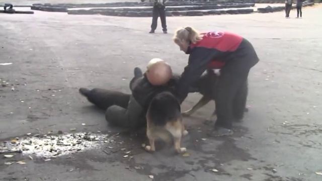 Атака пары: Идальго и Тайга от рабочих псов