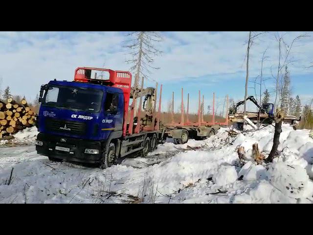 Российский форвардер Тром 20 на трелевке древесины смотреть онлайн