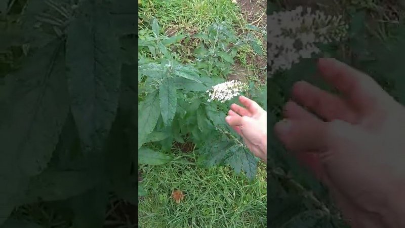 Будлея из семян цветет в год посадки