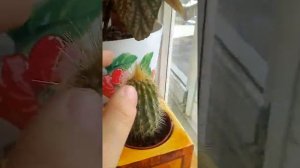 Как ухаживать за кактусом