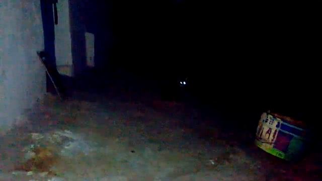 Ночь в деревне. Кошки, глаза в темноте. смотреть онлайн