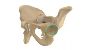 OrthoPilot Acetabular Center Axis ACA